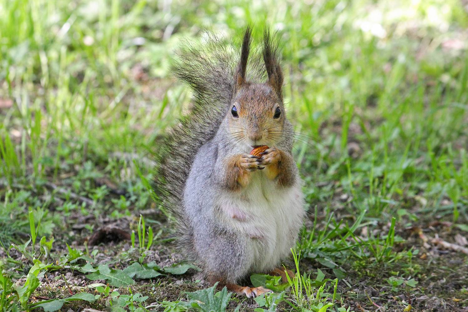 белка обыкновенная, векша, sciurus vulgaris, КарОл