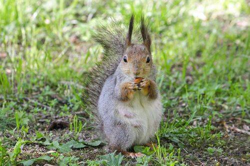 Белкино Сокровище