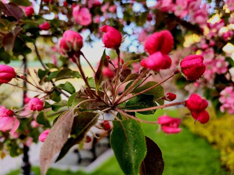 фото превью