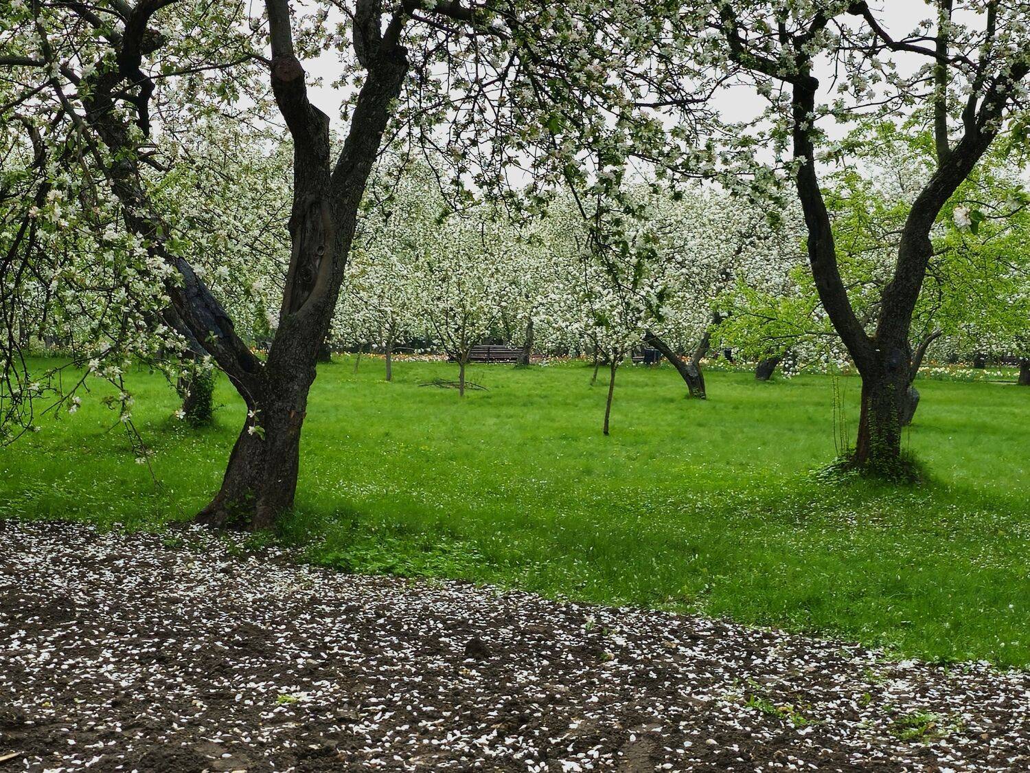 , Мария Яковлева