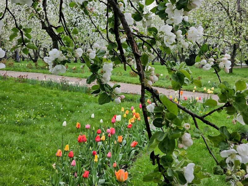 фото превью