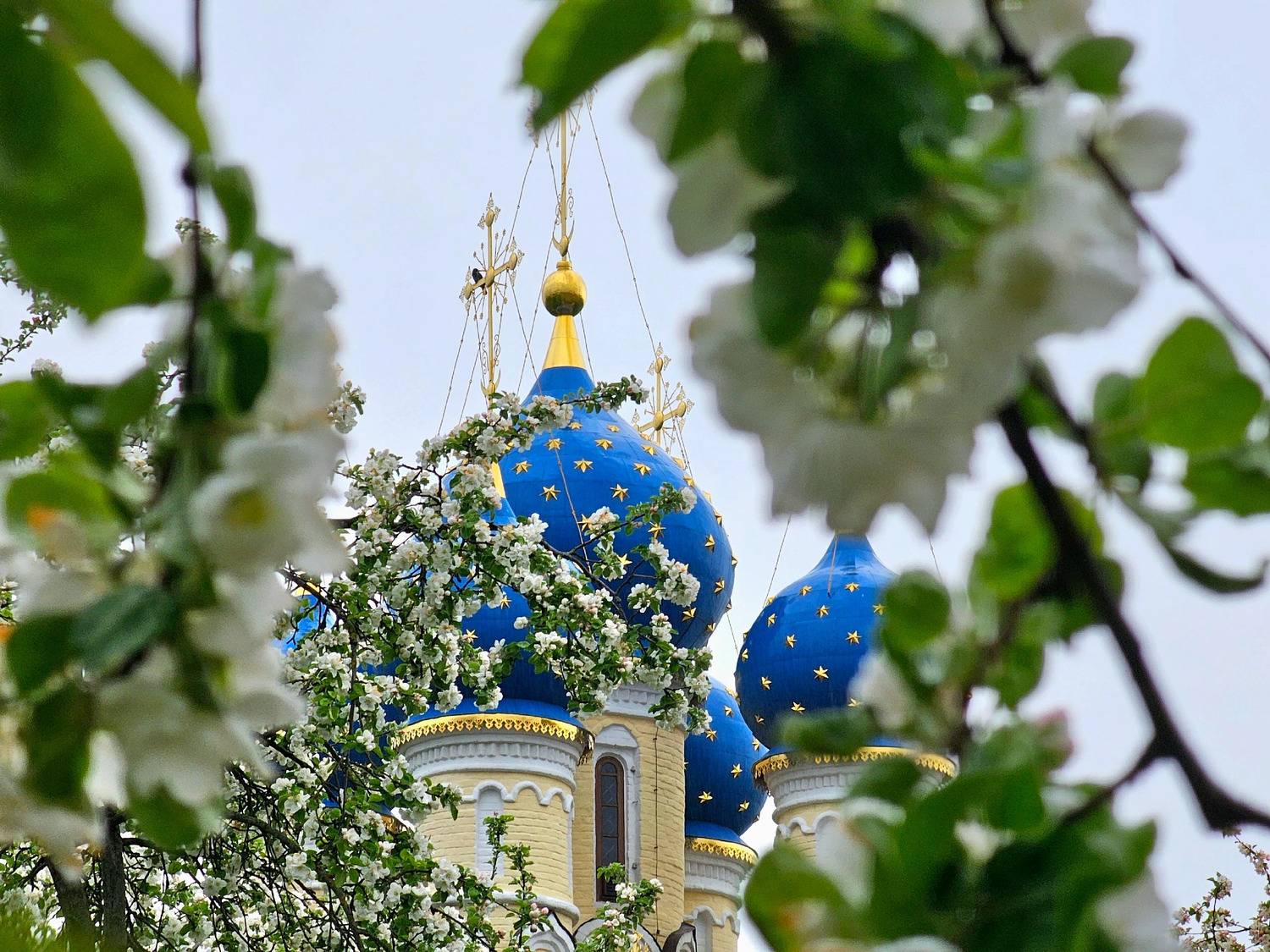 , Мария Яковлева