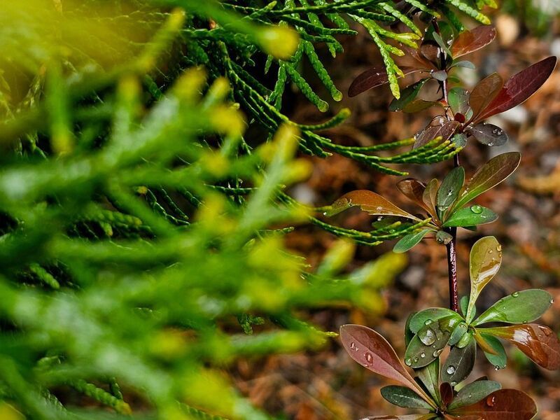 фото превью