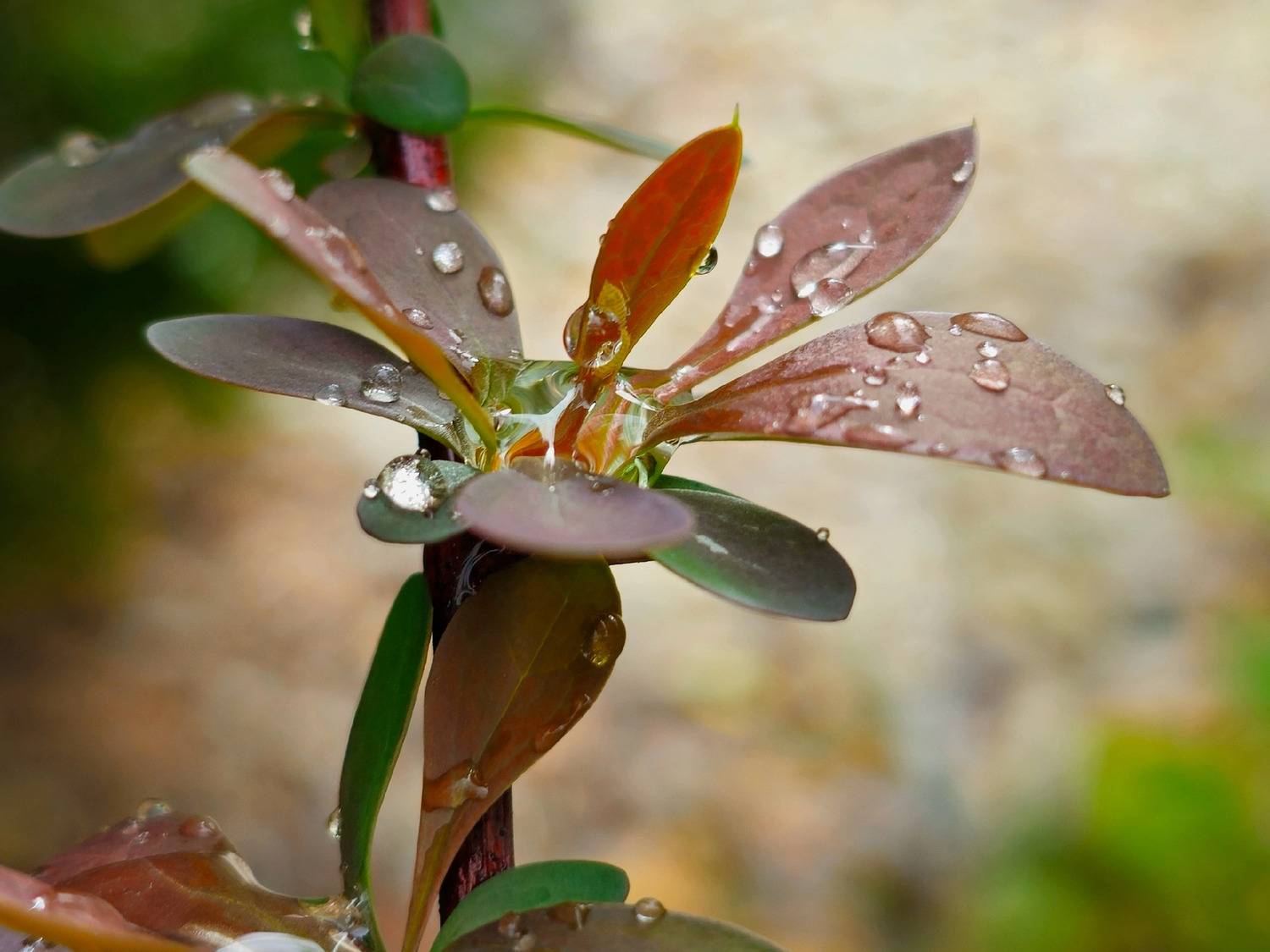 , Мария Яковлева