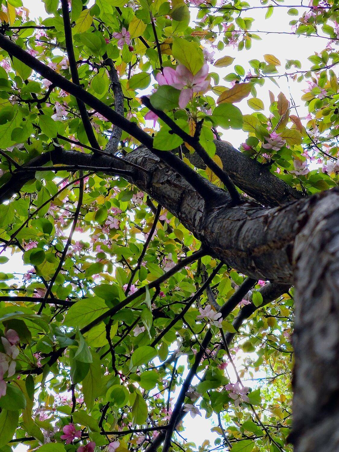 , Мария Яковлева