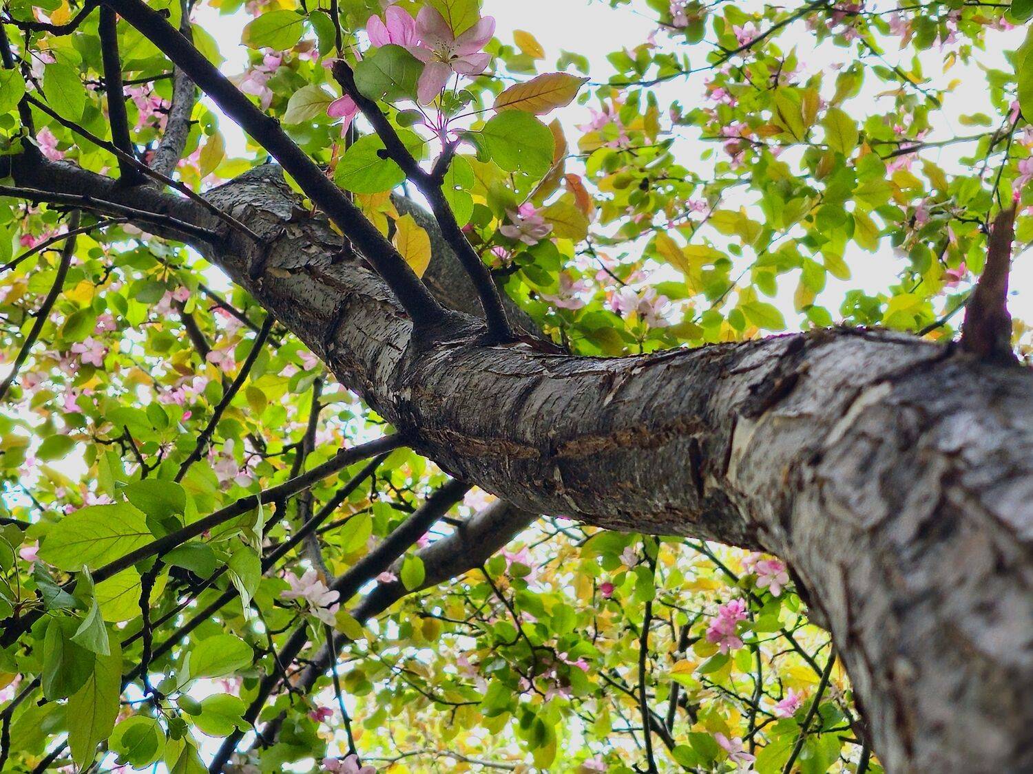 , Мария Яковлева