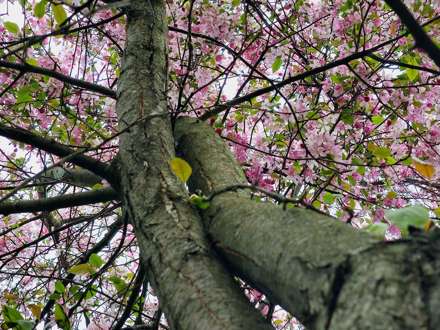 , Мария Яковлева