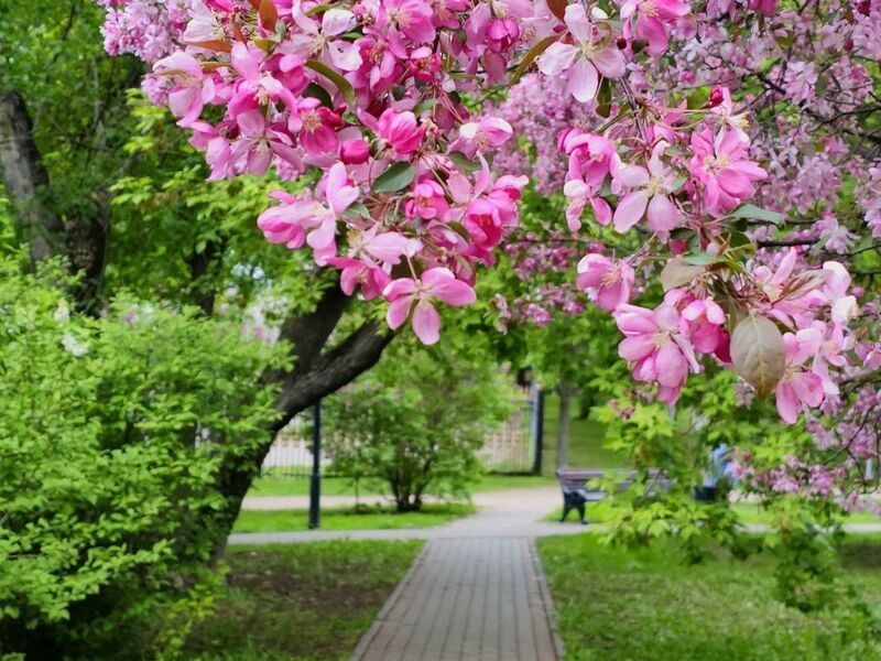 фото превью