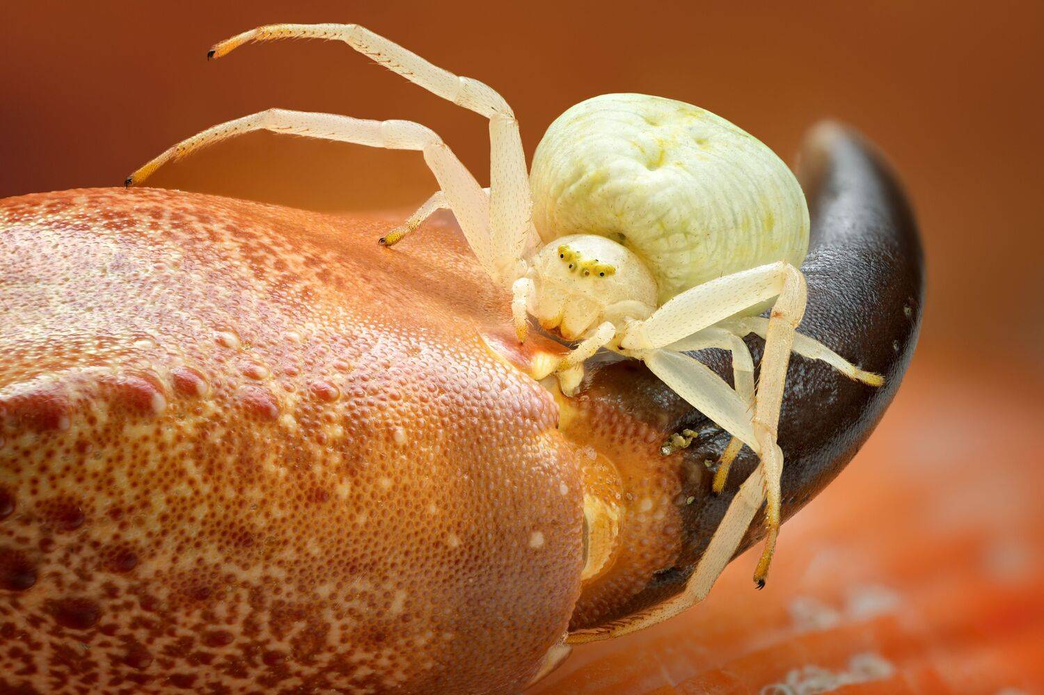 , Антон Финевич