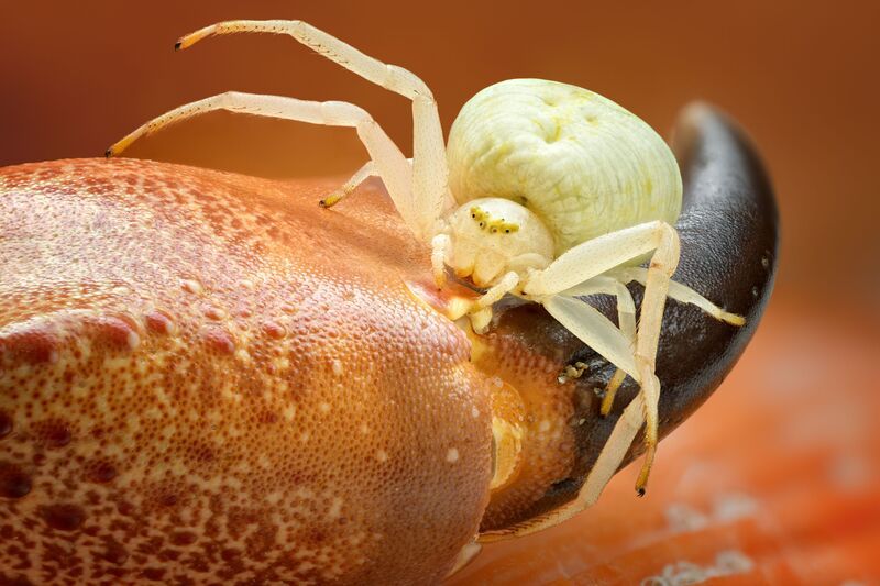 мизумена  фото превью