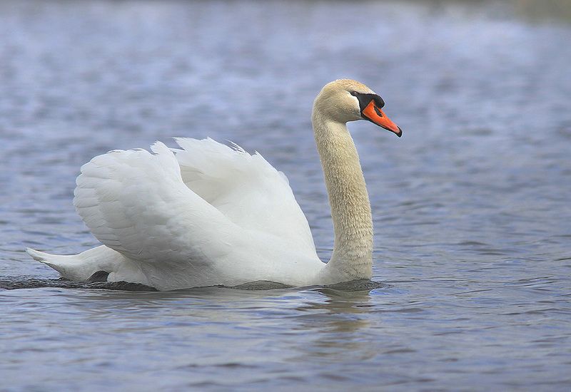 Шипун фото превью