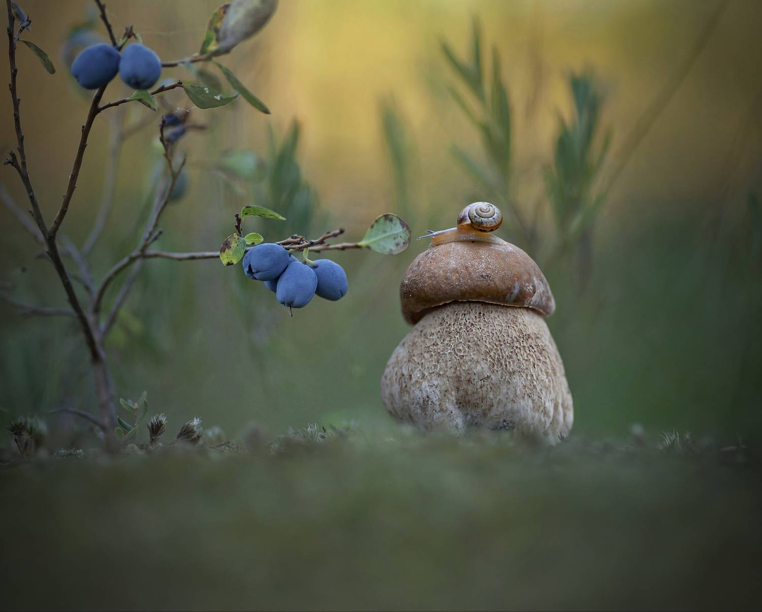 боровик, голубика, улитка, беларусь, Александр Гвоздь