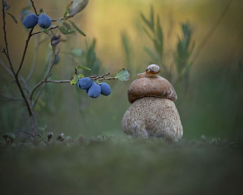 боровик, голубика, улитка, беларусь Атрымаць асалоду ад густам фото превью