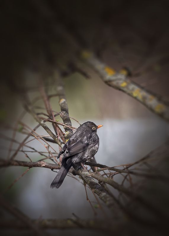 Черный Дрозд фото превью