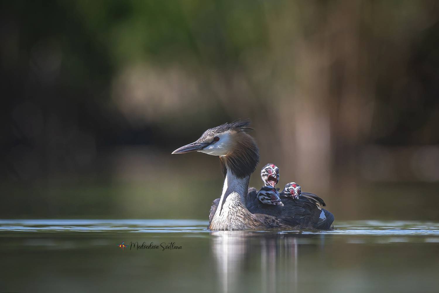 птица, весна, чомга, птенцы, большая поганка, Медведева Светлана