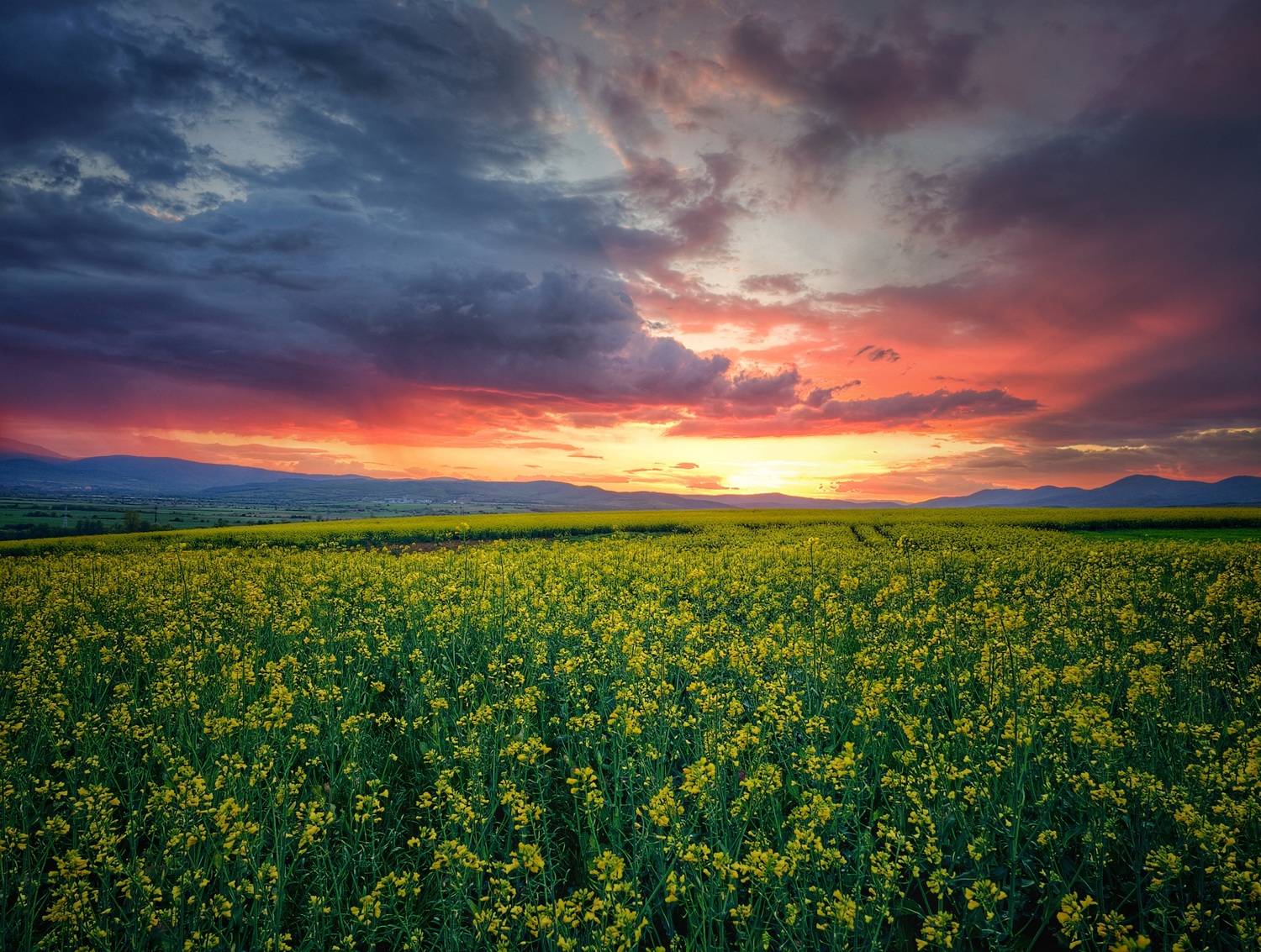 , Герчев Николай