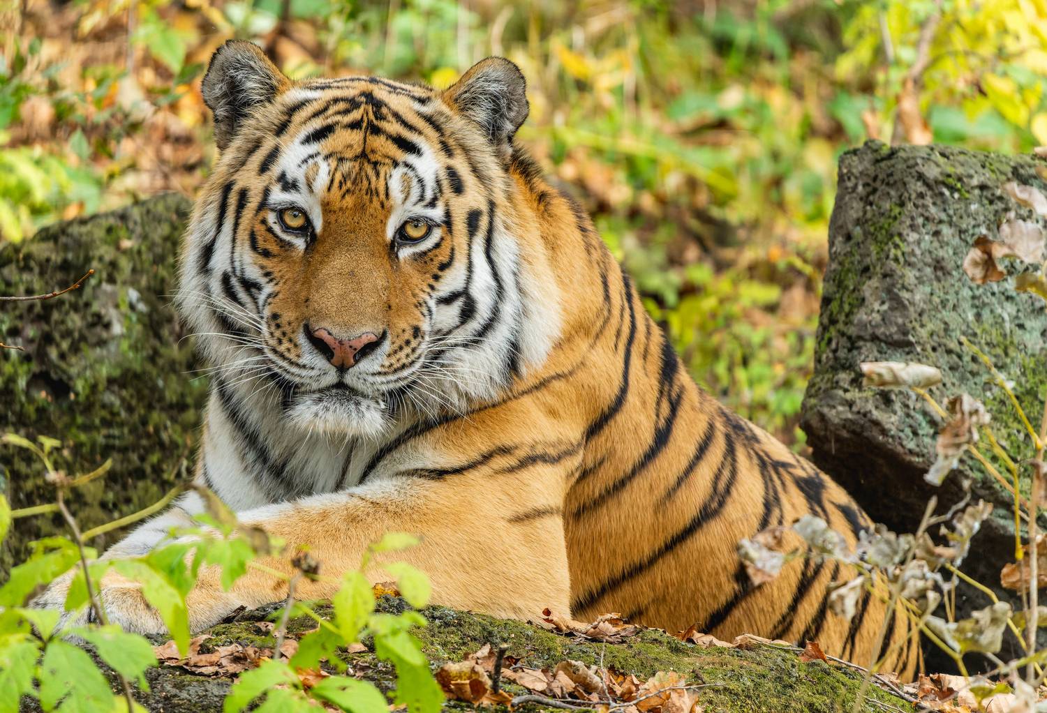 , Дэм Константин