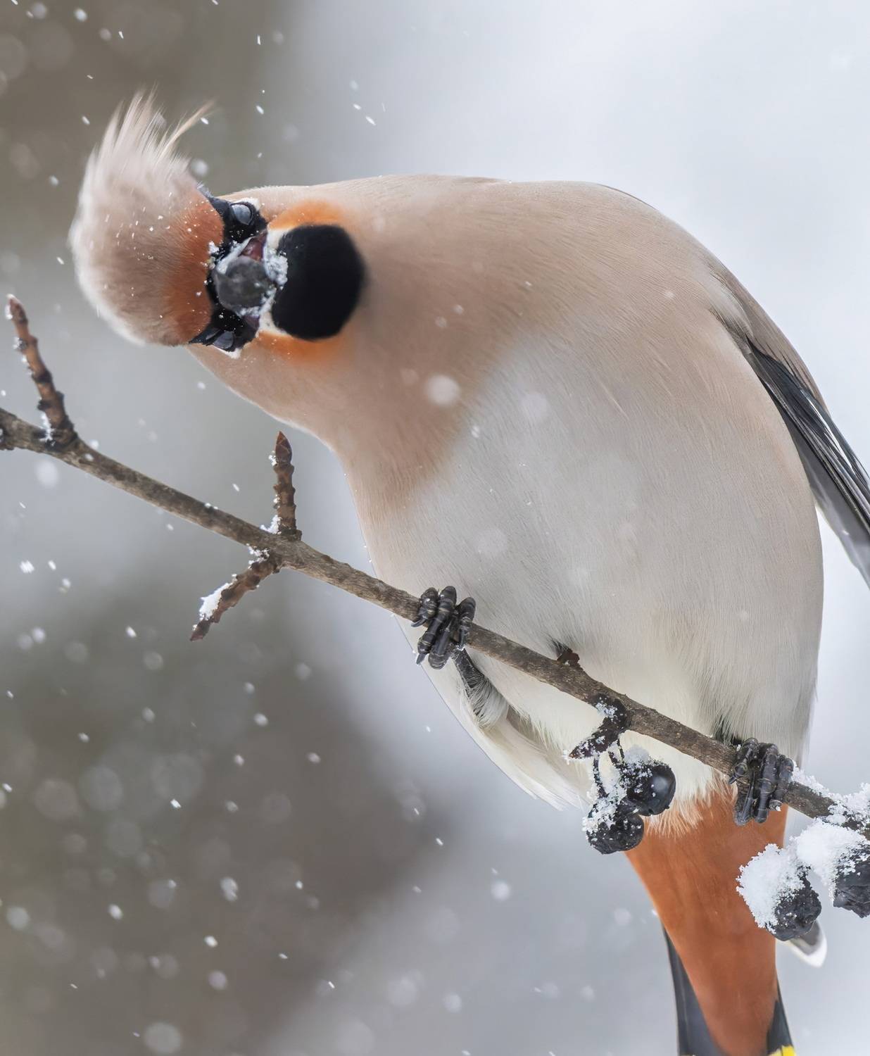 , Дэм Константин