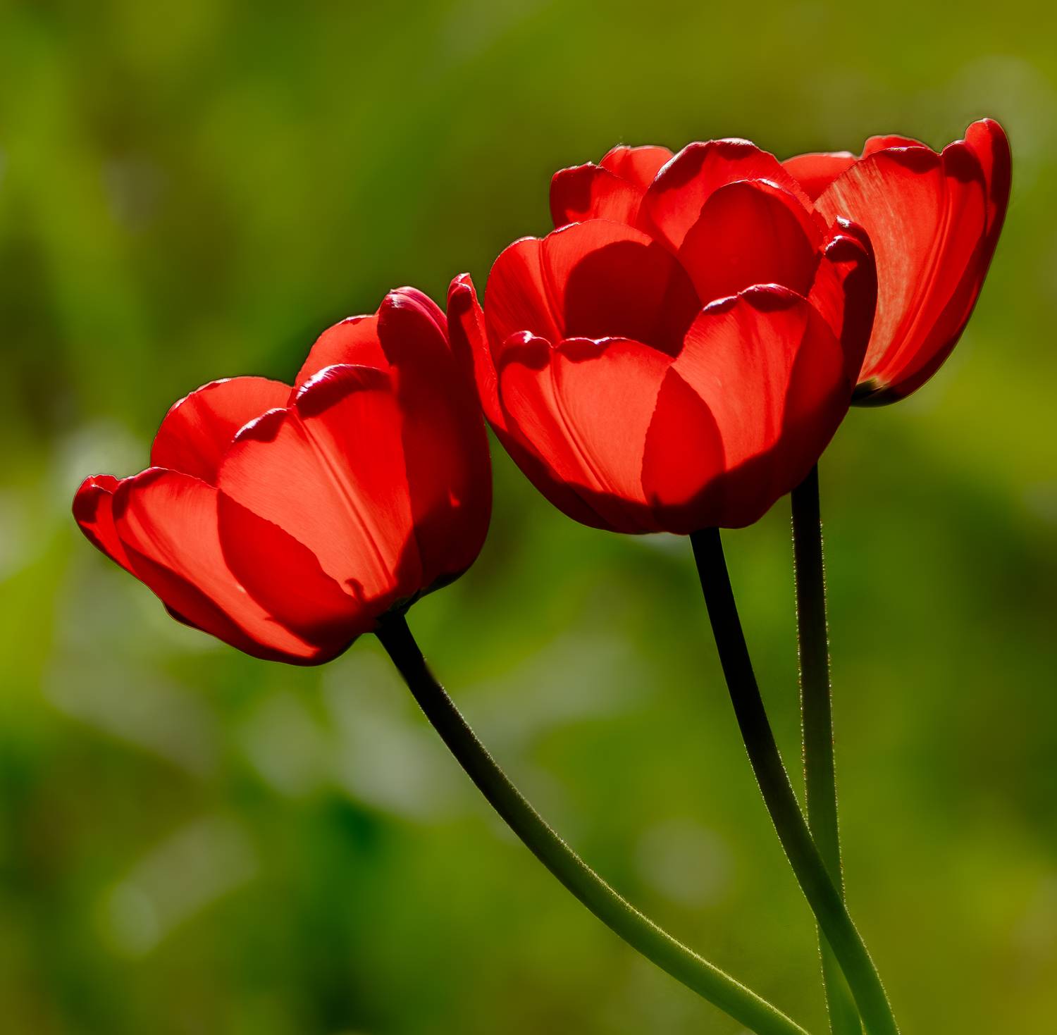 , Курлянцев Алексей