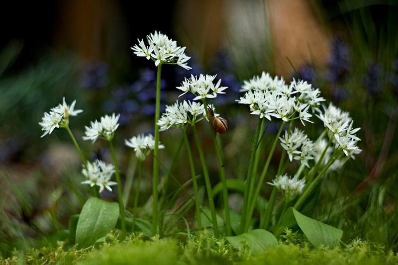 ***** фото превью