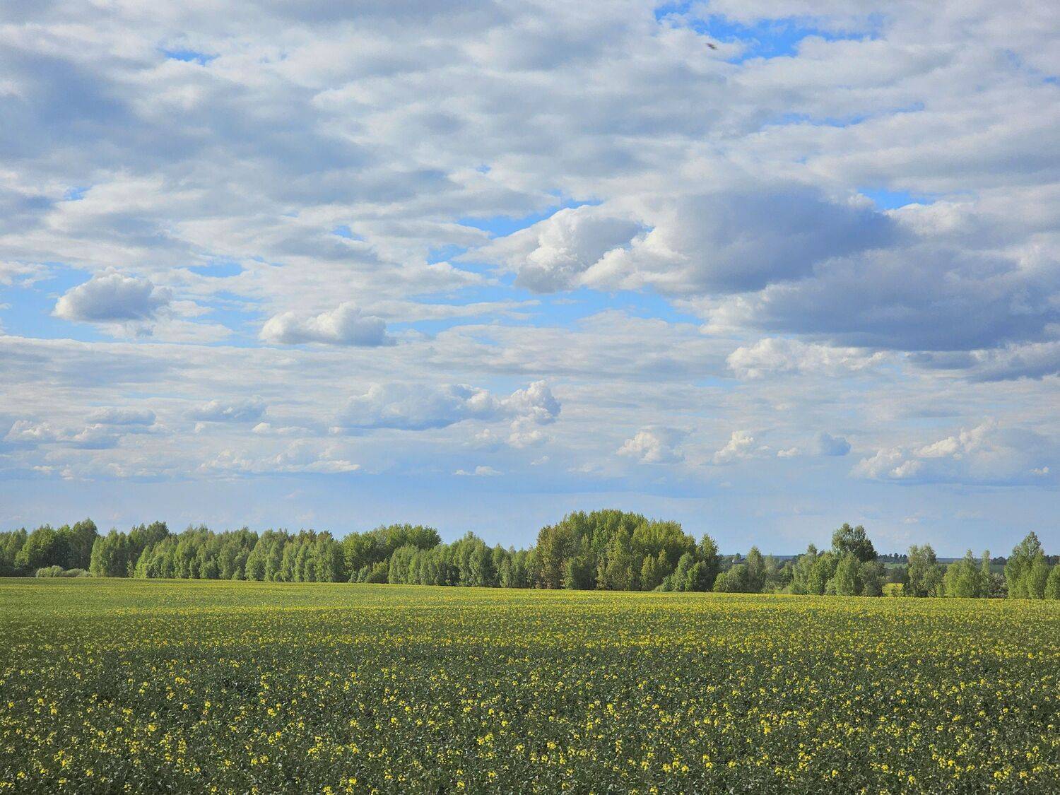 , Мария Яковлева