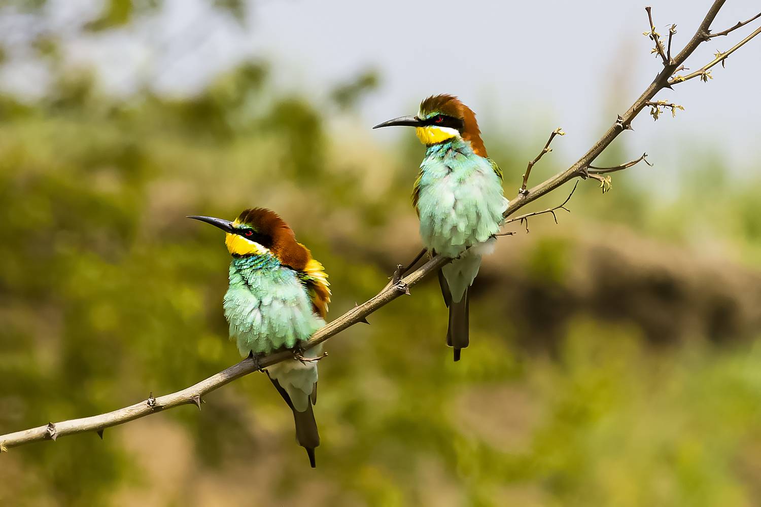 природа, Валерий Черняк