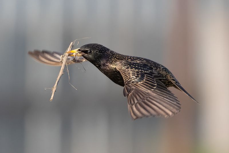 скворец, птицы, фото птиц  фото превью