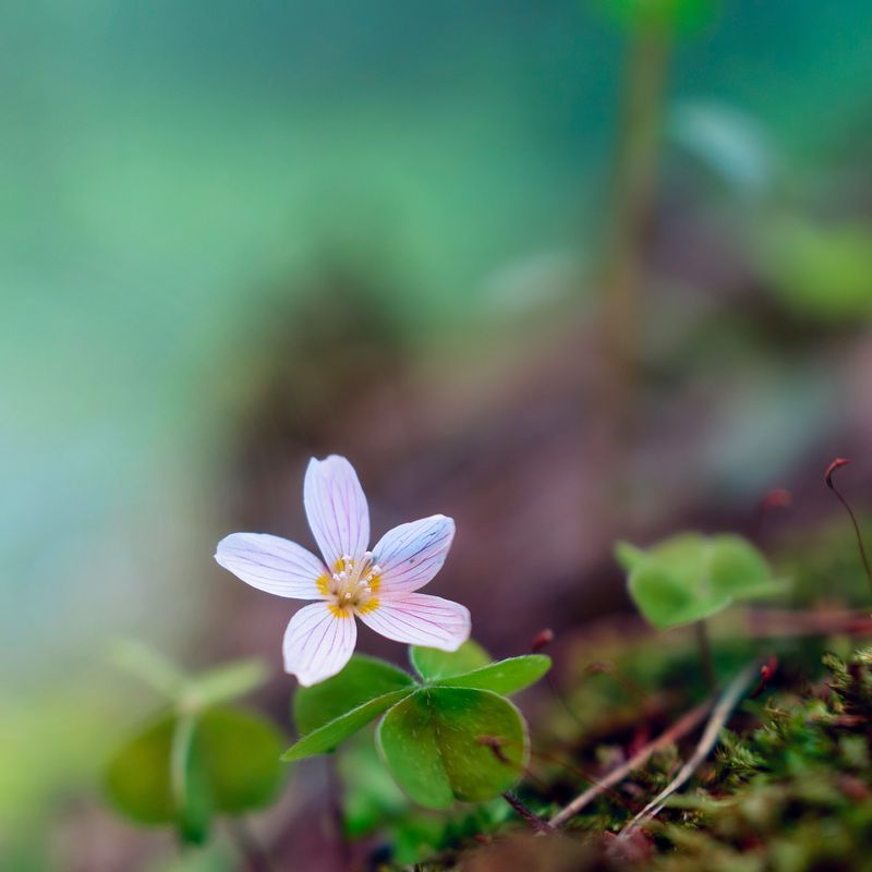 цветок Лесной цветок фото превью