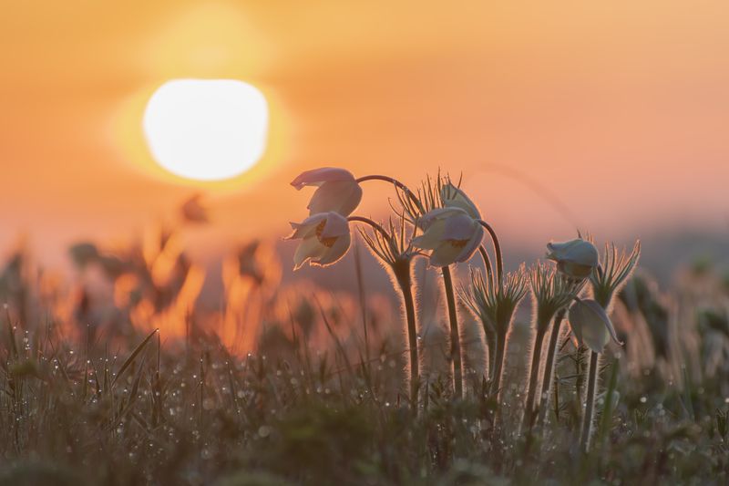 Весенние цветы фото превью