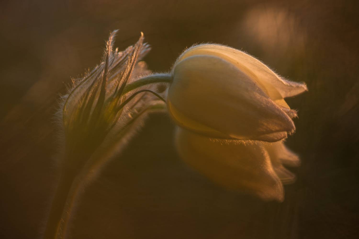 красноярск, первые цветы, сон-трава, прострел, Андреева Светлана