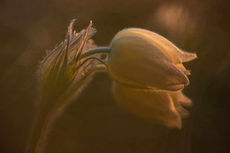 красноярск, первые цветы, сон-трава, прострел Вечернее золото заката фото превью