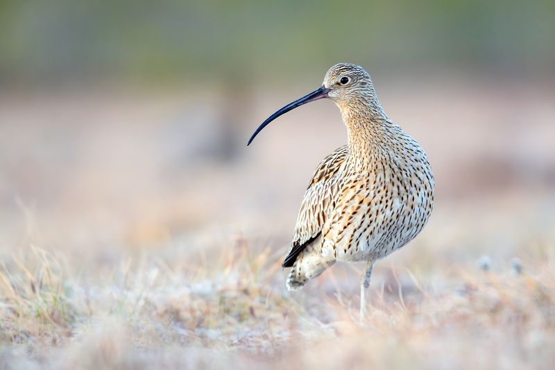 Большой кроншнеп. фото превью