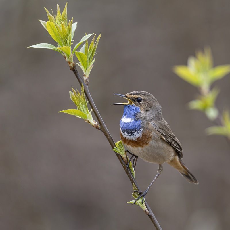 варакушка, птицы Варакушка фото превью