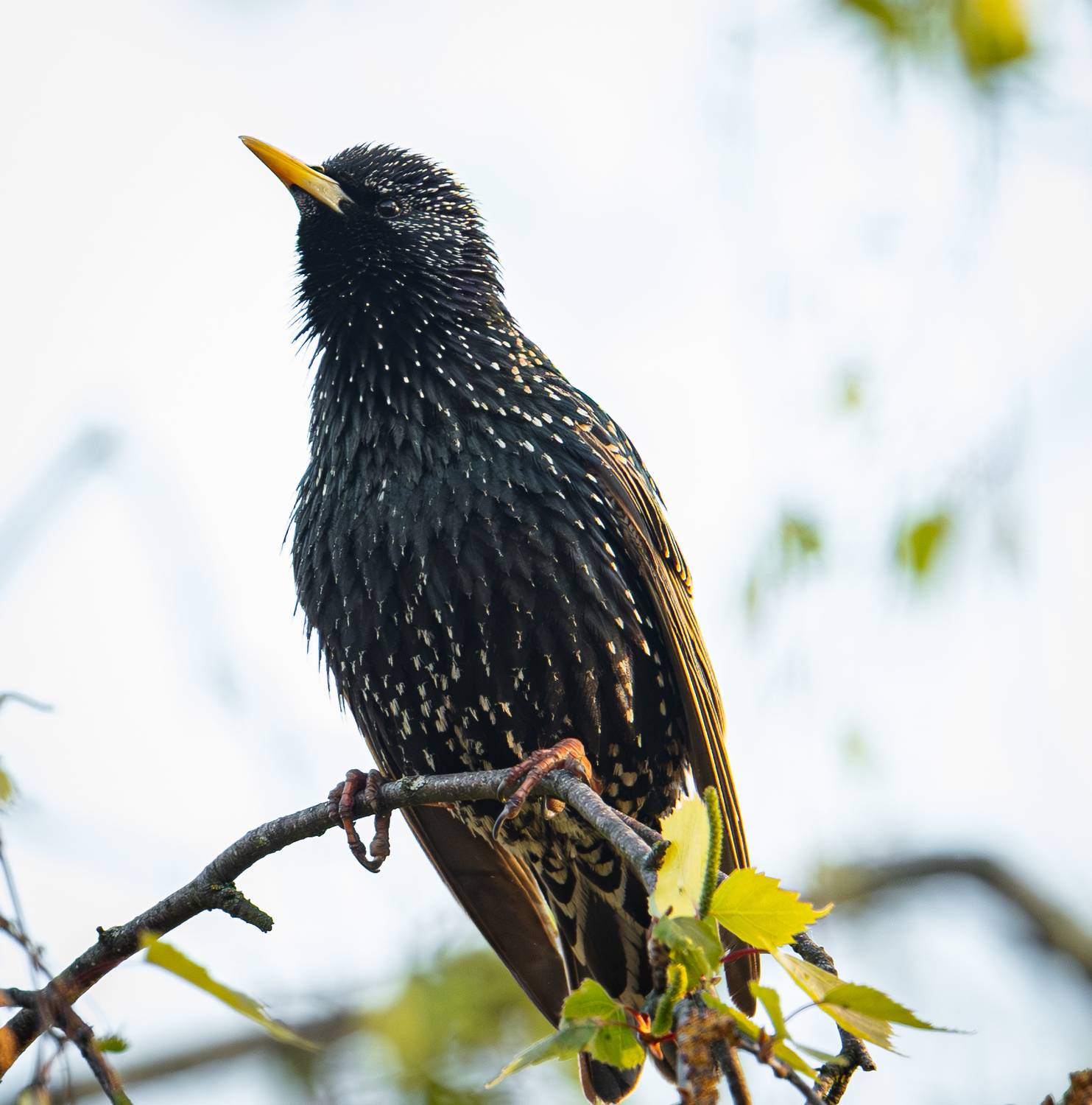 , Курлянцев Алексей