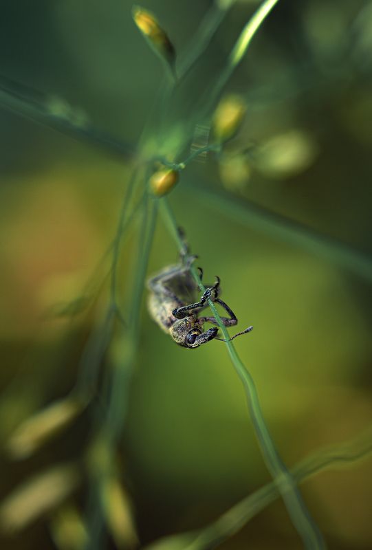 ... фото превью