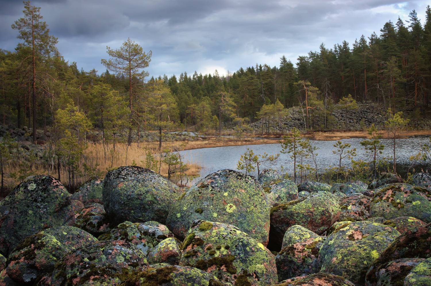 , Светлана Холодняк