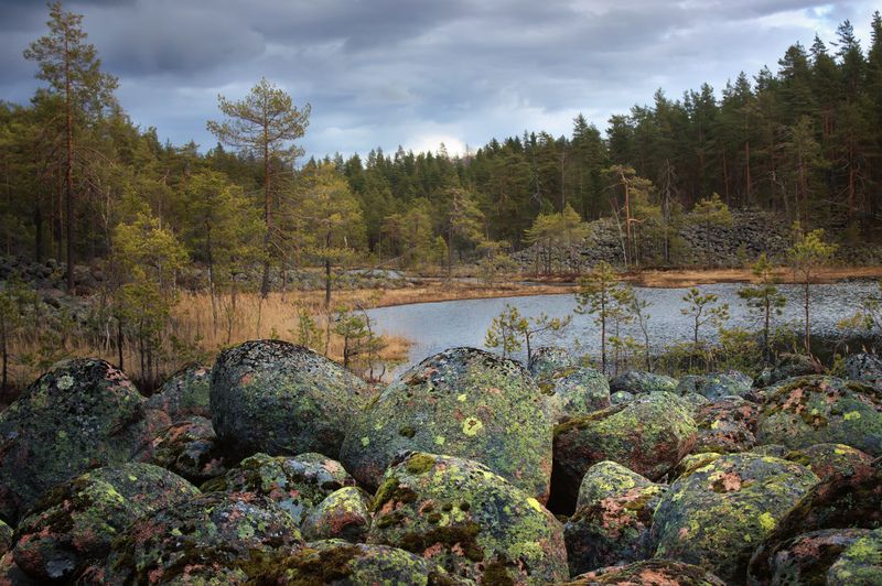Живые камни фото превью