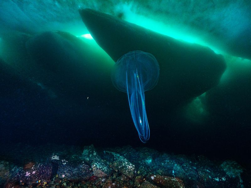 Гребневик под суровым магаданским льдом фото превью