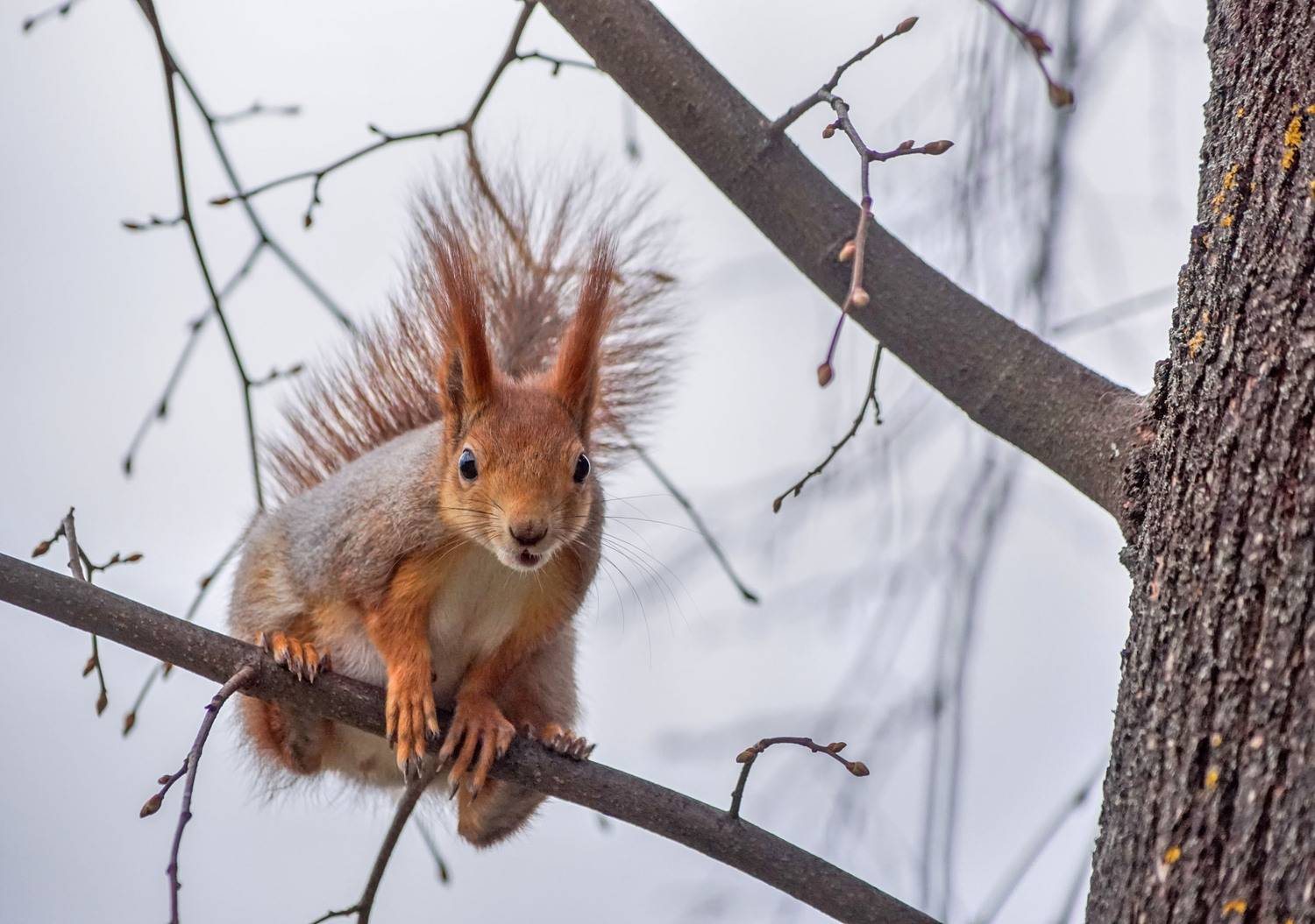 Белка, Чепленко Алексей