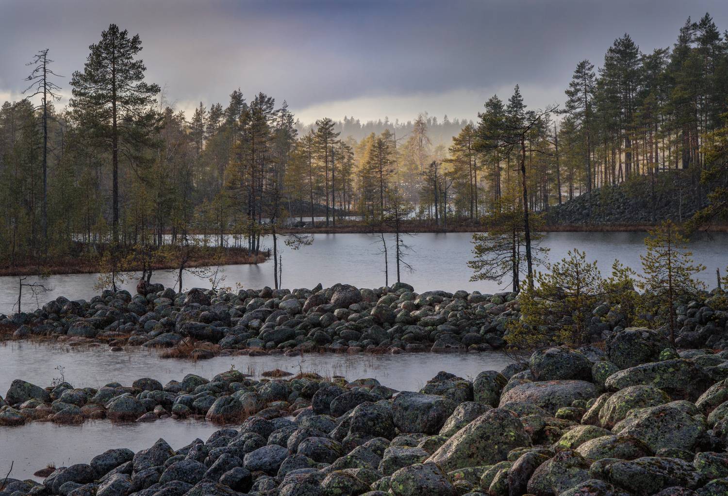 , Светлана Холодняк