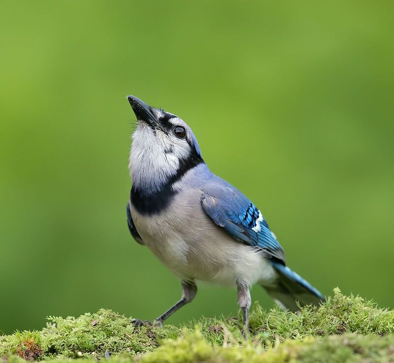 сойка, голубая сойка, jay, blue jay, spring, весна Blue Jay - Голубая сойка фото превью