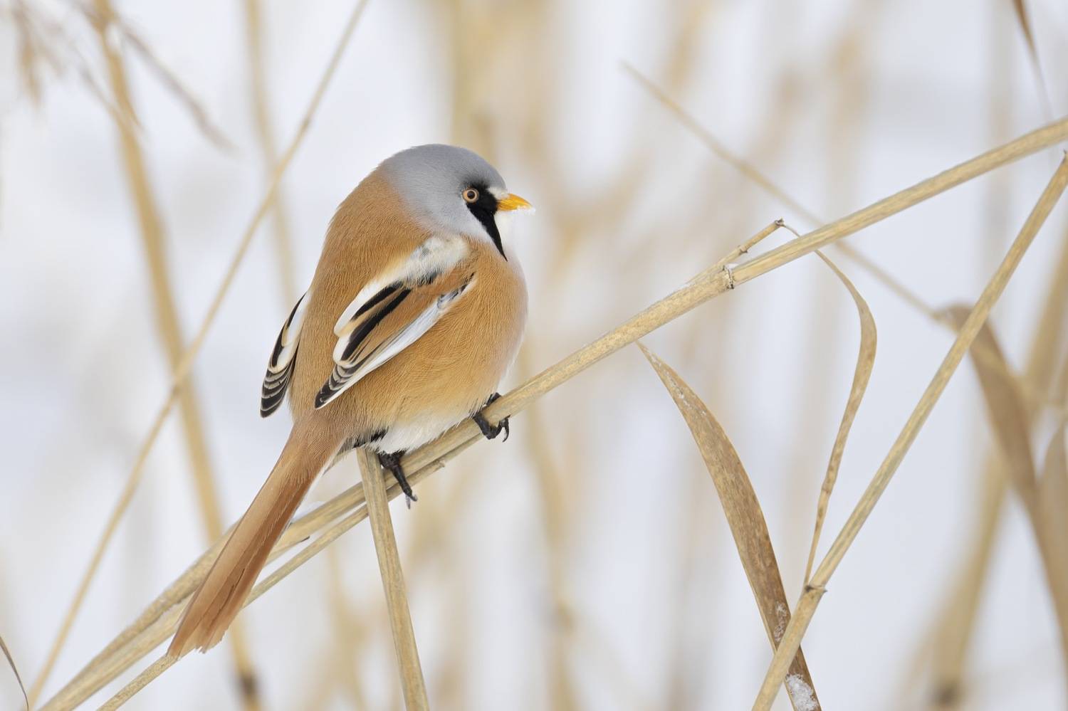 усатая синица, синица, птицы, Руслан Pl