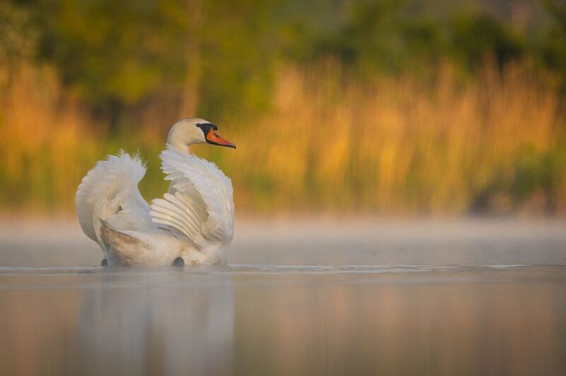 Swan фото превью