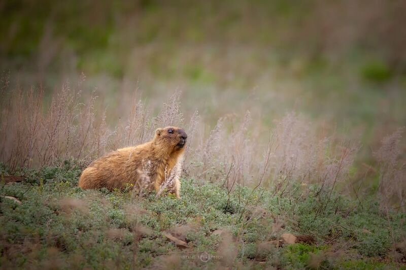 Байбак фото превью