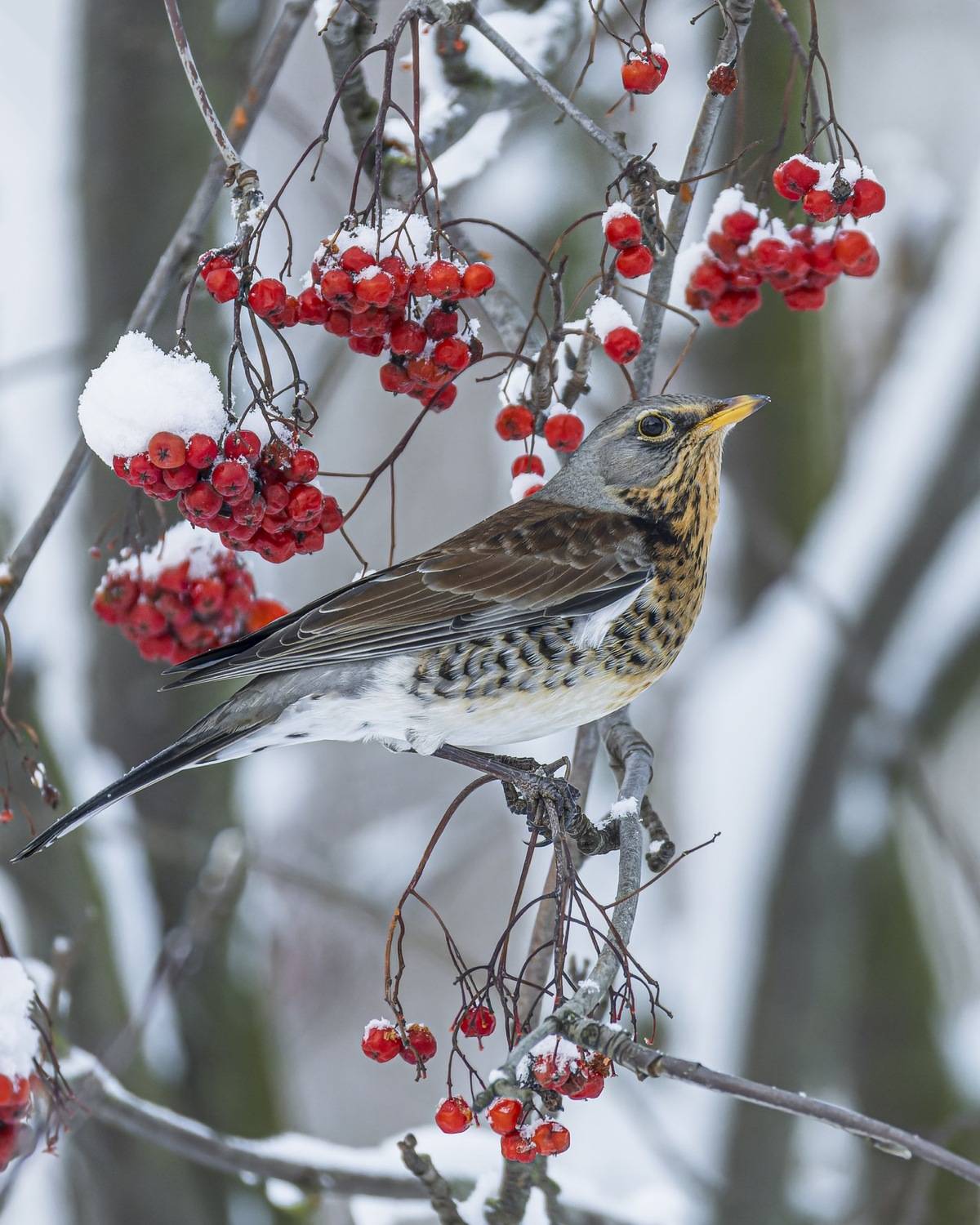 рябинник, дрозд, рябина, птицы, Руслан Pl