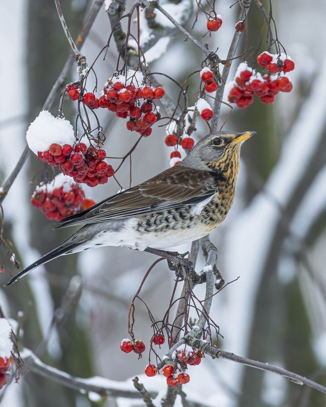 рябинник, дрозд, рябина, птицы Рябинник фото превью