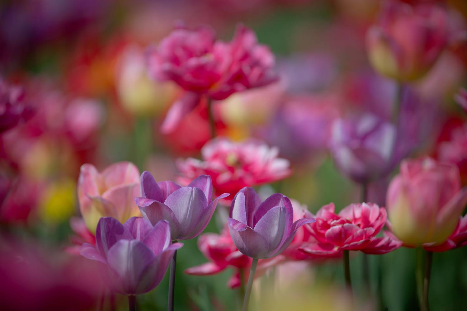 , Лажанский Руфат