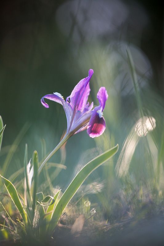 Ирис  фото превью