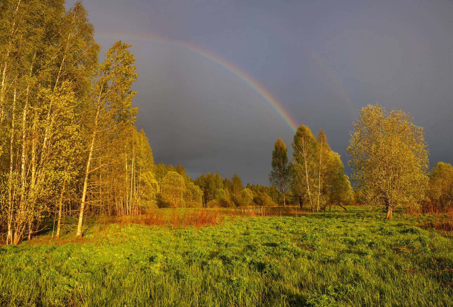 радуга, весна, поле , лес, Свистков Александр