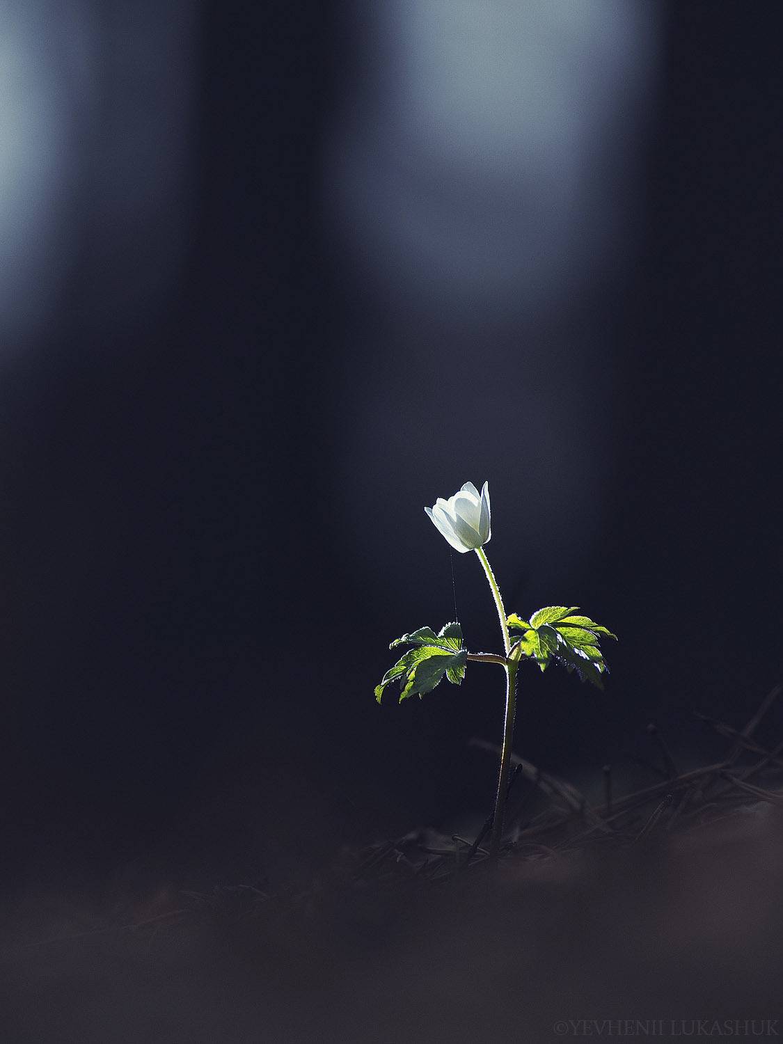 , Лукашук Евгений